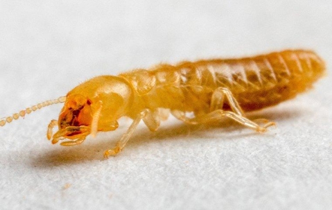 Termite Control in Alexandria: Protect Your Property with Pest Control Xpertz