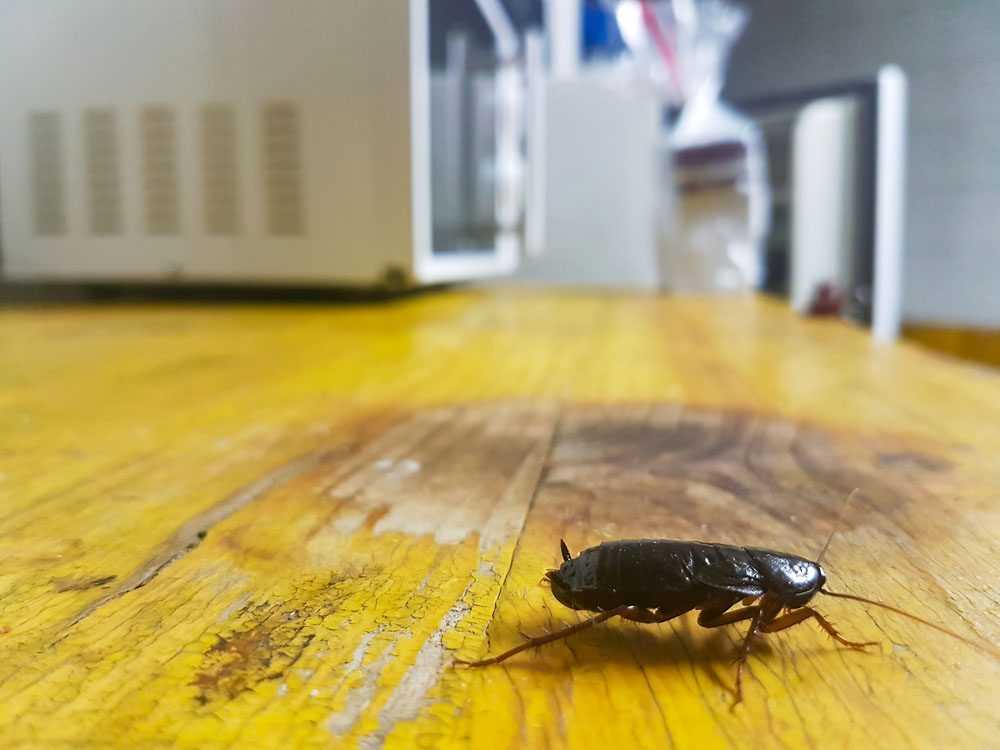 Effective Cockroach Pest Control in Everett | Pest Control Xpertz