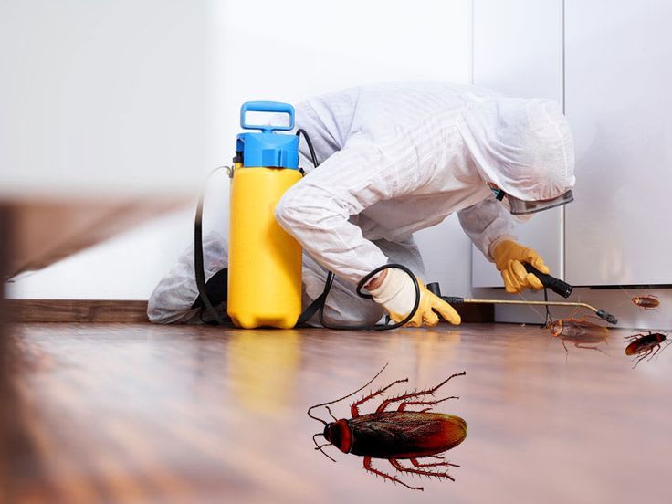 Cockroach Pest Control in Spokane | Best Cockroach Control Services