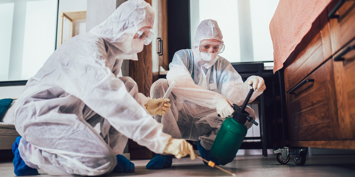 Best Stinging Pest Control in Bellingham – Pest Control Xpertz