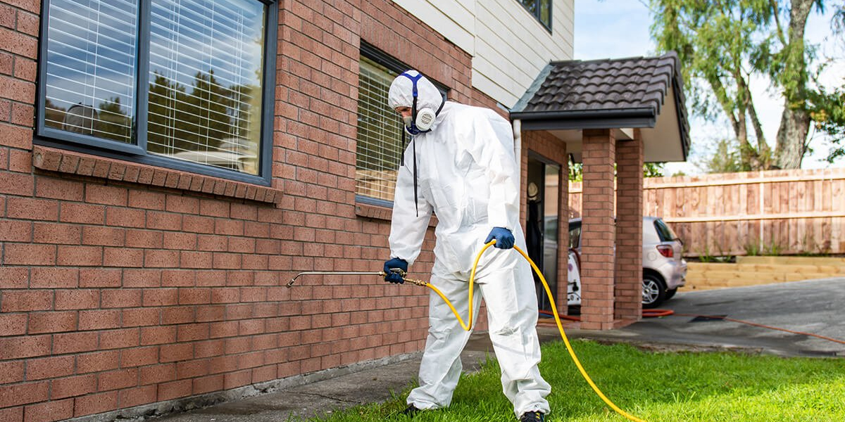 Ant Pest Control in Vancouver | Pest Control Xpertz – Best Pest Control for Ants