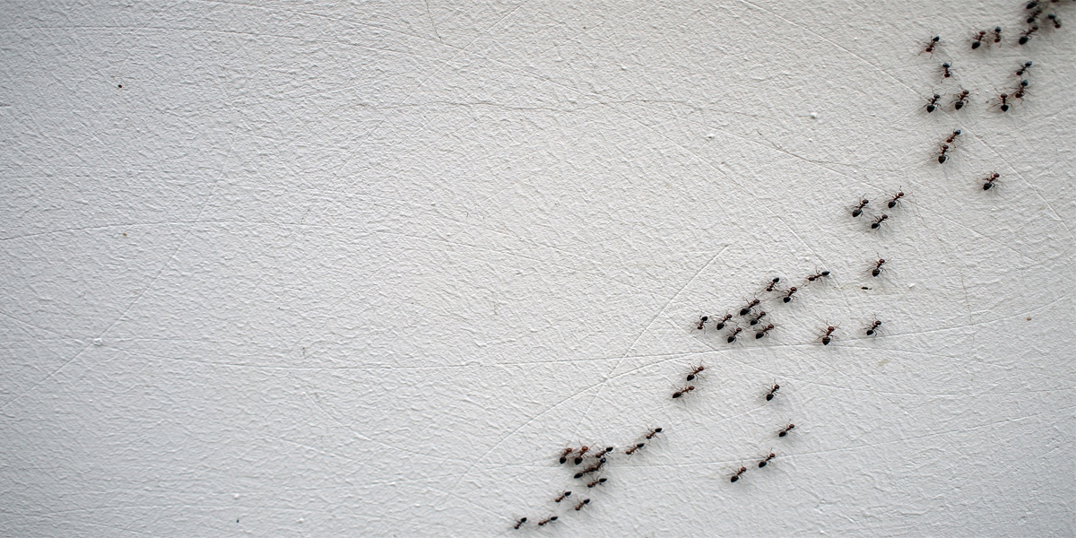 How Ants Communicate and Why Disrupting Their Trails Is Crucial for Ant Removal | Pest Control Xpertz