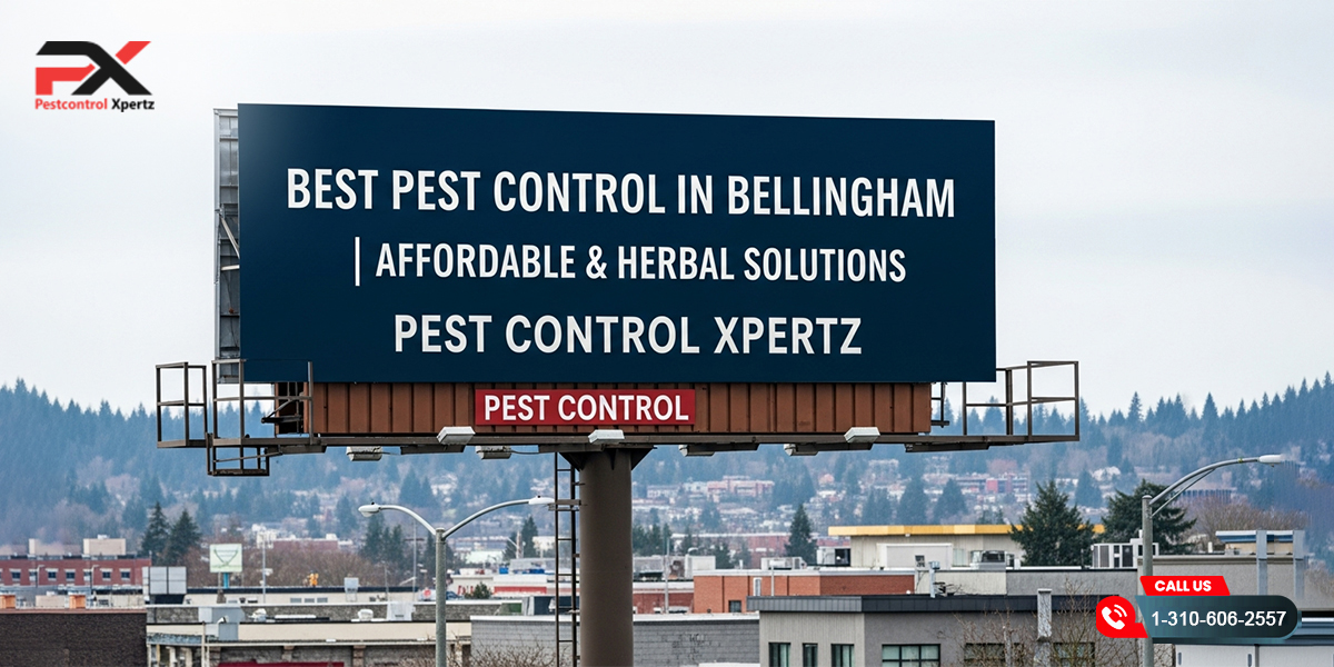 Best Pest Control in Bellingham | Affordable & Herbal Solutions | Pest Control Xpertz