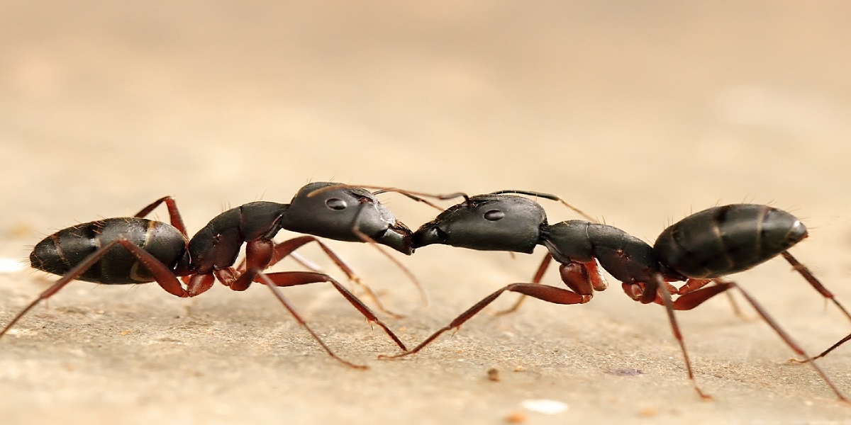 How Do You Get Rid of Ants Permanently?