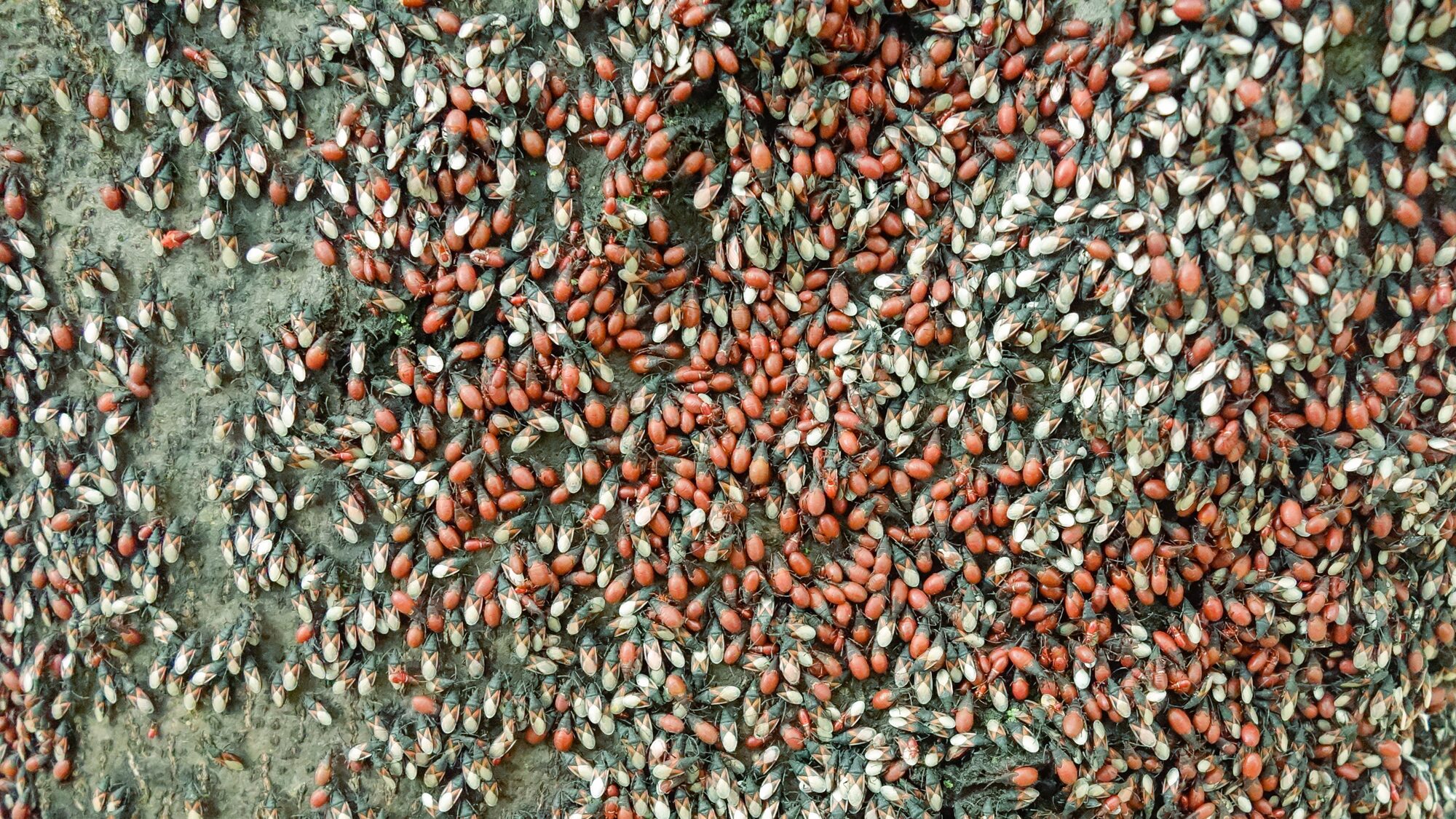 Preventing Boxelder Bug Infestations: Expert Tips for Homeowners | Pest Control Xpertz