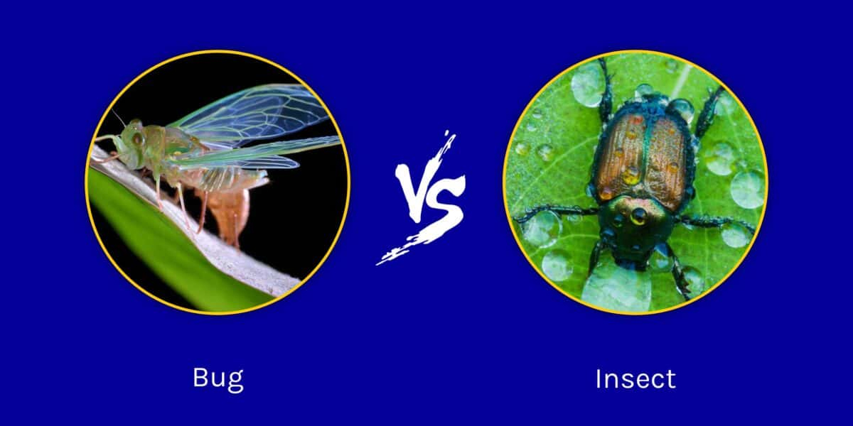 Bugs vs. Insects: Expert Pest Control in Alexandria, VA | Pest Control Xpertz