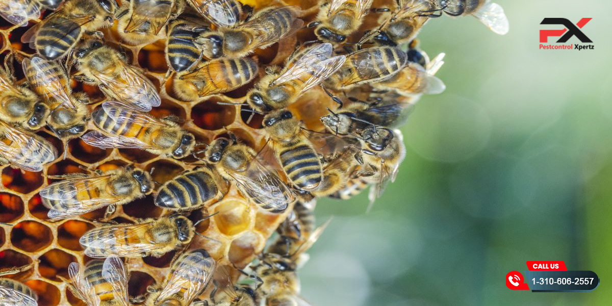 Can Pest Control Companies Safely Manage Beehives? | Pest Control Xpertz