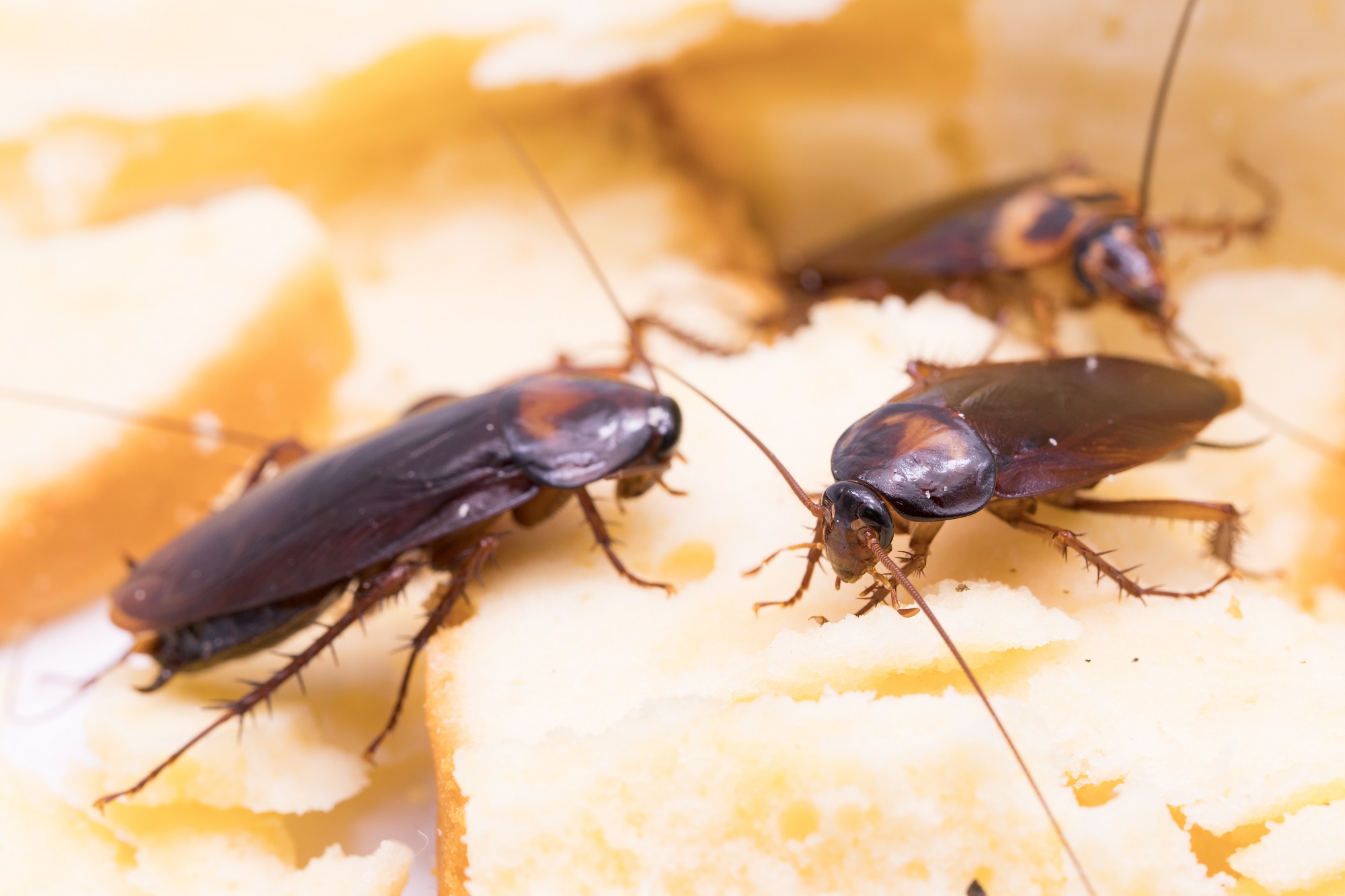 Signs of a Cockroach Infestation and How Professional Removal Can Help