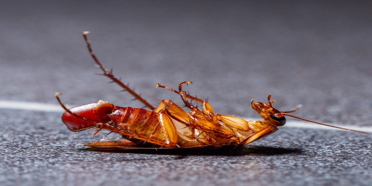 What Attracts Cockroaches to Your Home? 