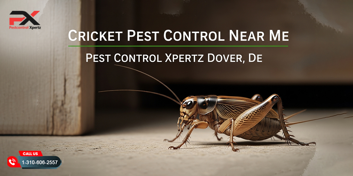 Cricket Pest Control Near Me | Pest Control Xpertz Dover, DE