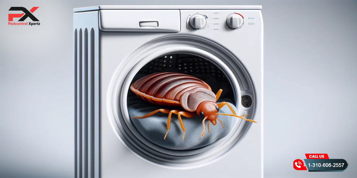 Do Dryer Sheets Keep Bugs Away? Bed Bug Control & Pest Solutions in Alexandria, VA | Pest Control Xpertz