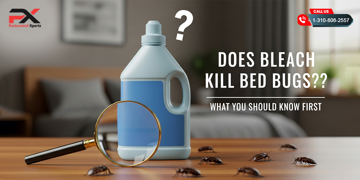 Does Bleach Kill Bed Bugs? What You Should Know First