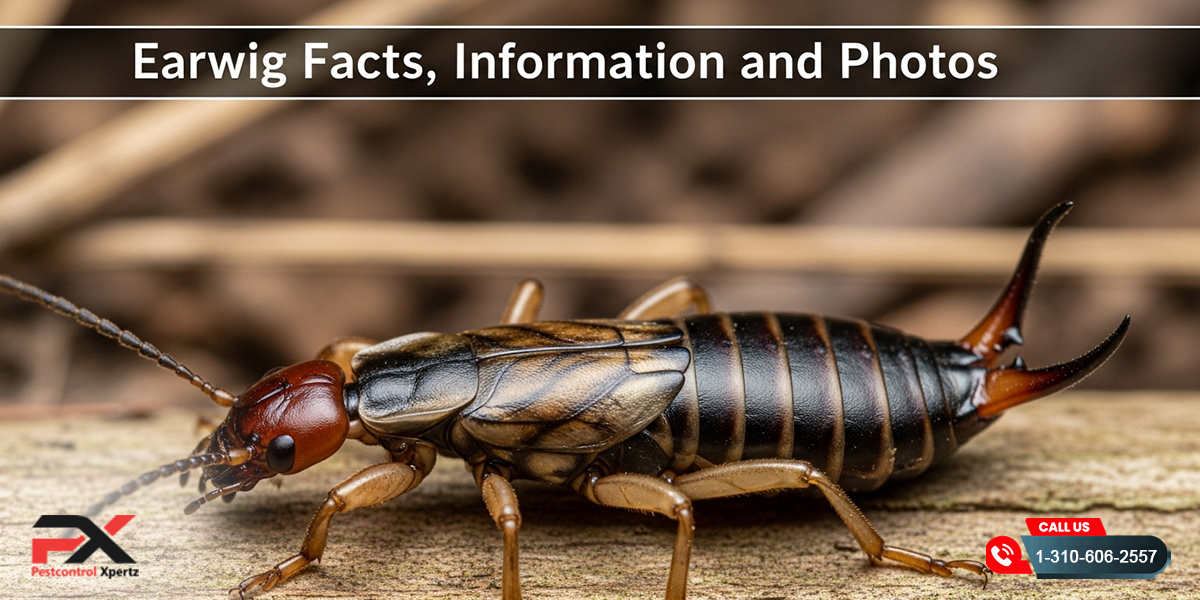 Earwig Facts, Information, and Photos