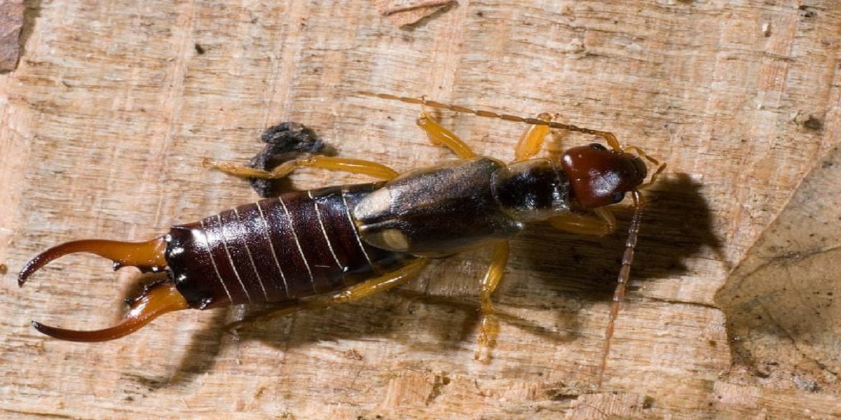 Earwig Facts, Information, and Photos