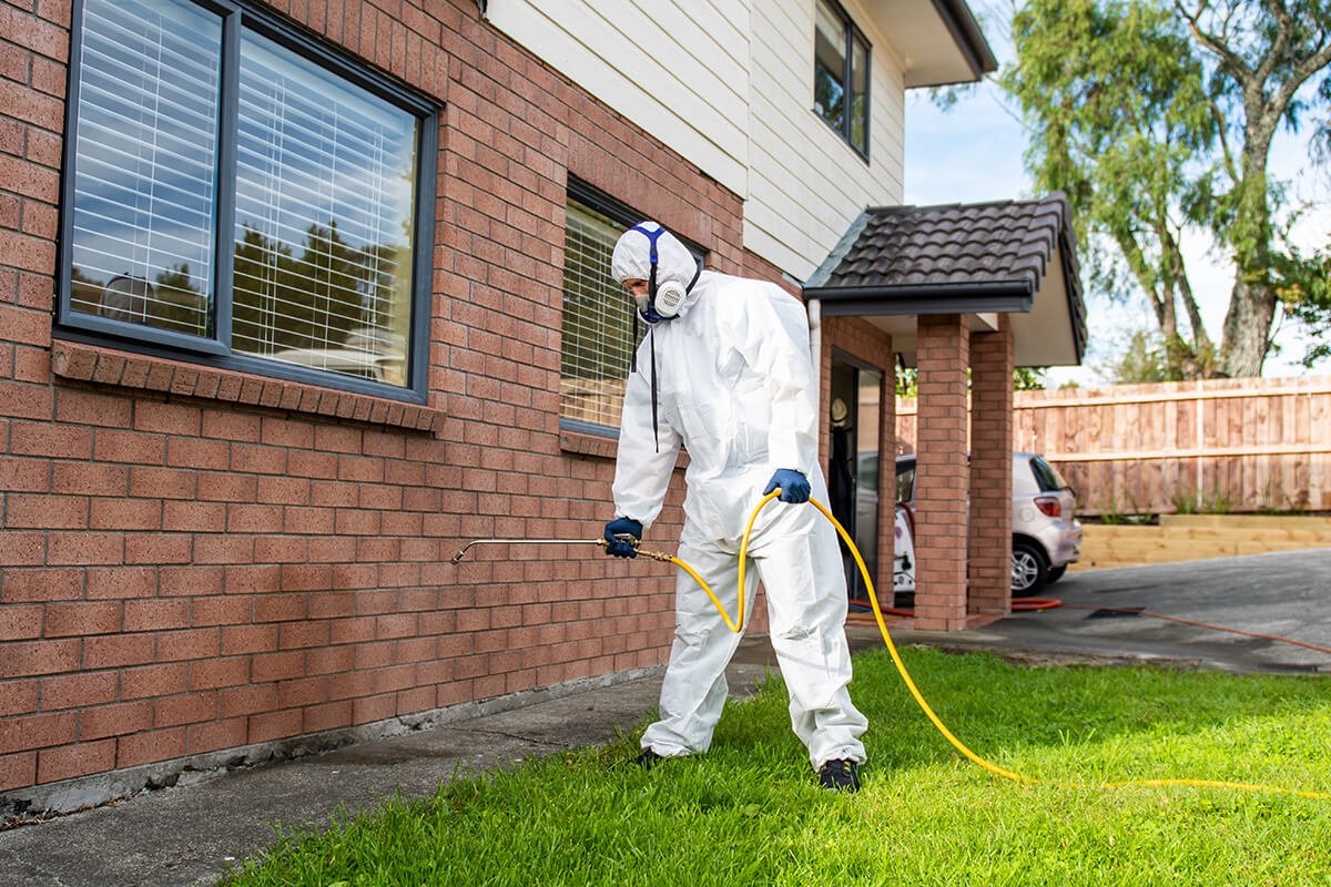 Ant Pest Control in Spokane | Best Pest Control for Ants - Pest Control Xpertz