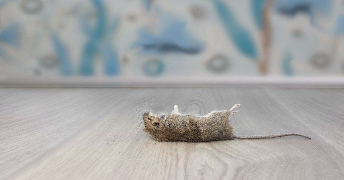 How to Get Rid of Rodent Smell | Pest Control Xpertz