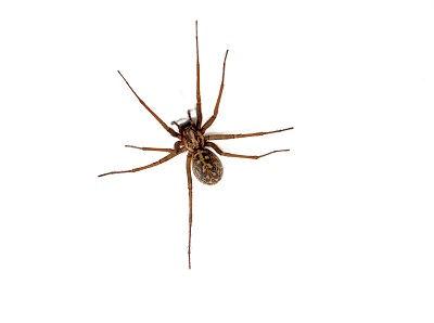 5 Key Facts About Portland Hobo Spiders | Pest Control Xpertz