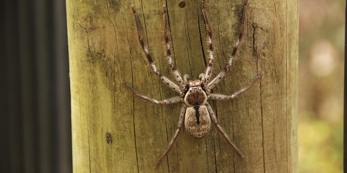 5 Key Facts About Portland Hobo Spiders | Pest Control Xpertz