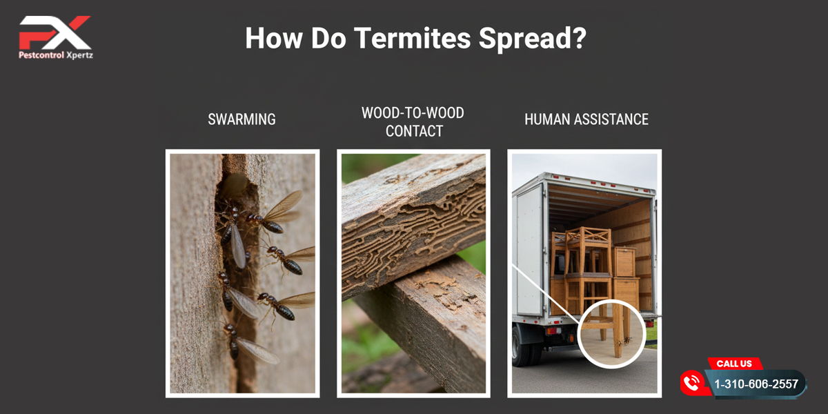 How Do Termites Spread? | Pest Control Xpertz