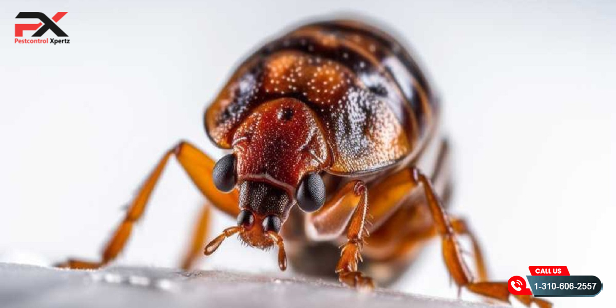 How to Check for Bed Bugs: Simple Steps to Spot Infestations