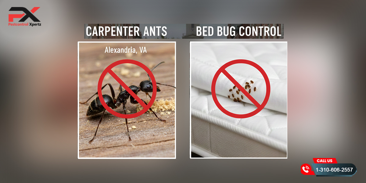How to Get Rid of Carpenter Ants & Bed Bug Control in Alexandria, VA | Pest Control Xpertz