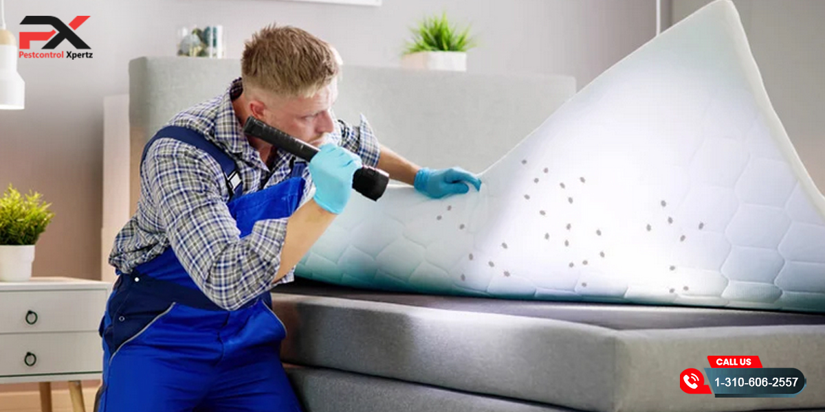 How to Get Rid of Spiders & Bed Bug Control in Alexandria, VA | Pest Control Xpertz