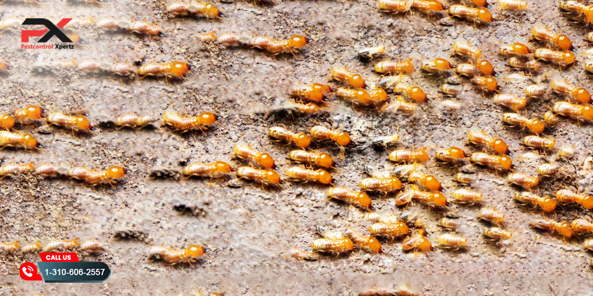 Maintaining a Pest-Free: A Host’s Guide to Clean and Safe Stays