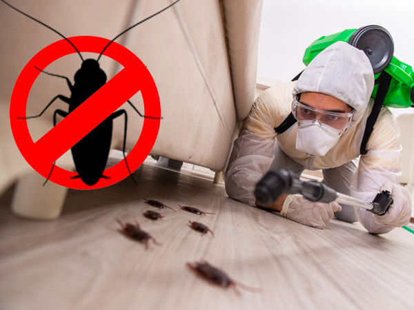 Cockroach Pest Control Services | Pest Control Xpertz