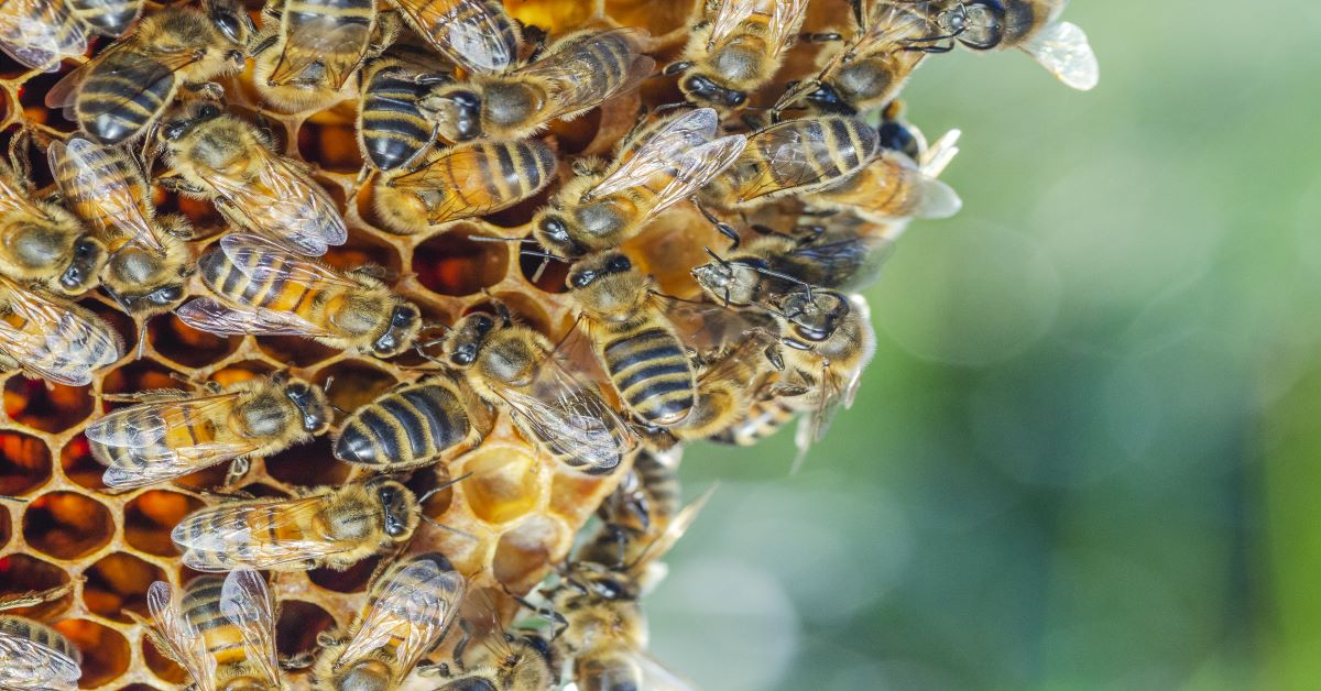 Can Pest Control Companies Safely Manage Beehives? | Pest Control Xpertz