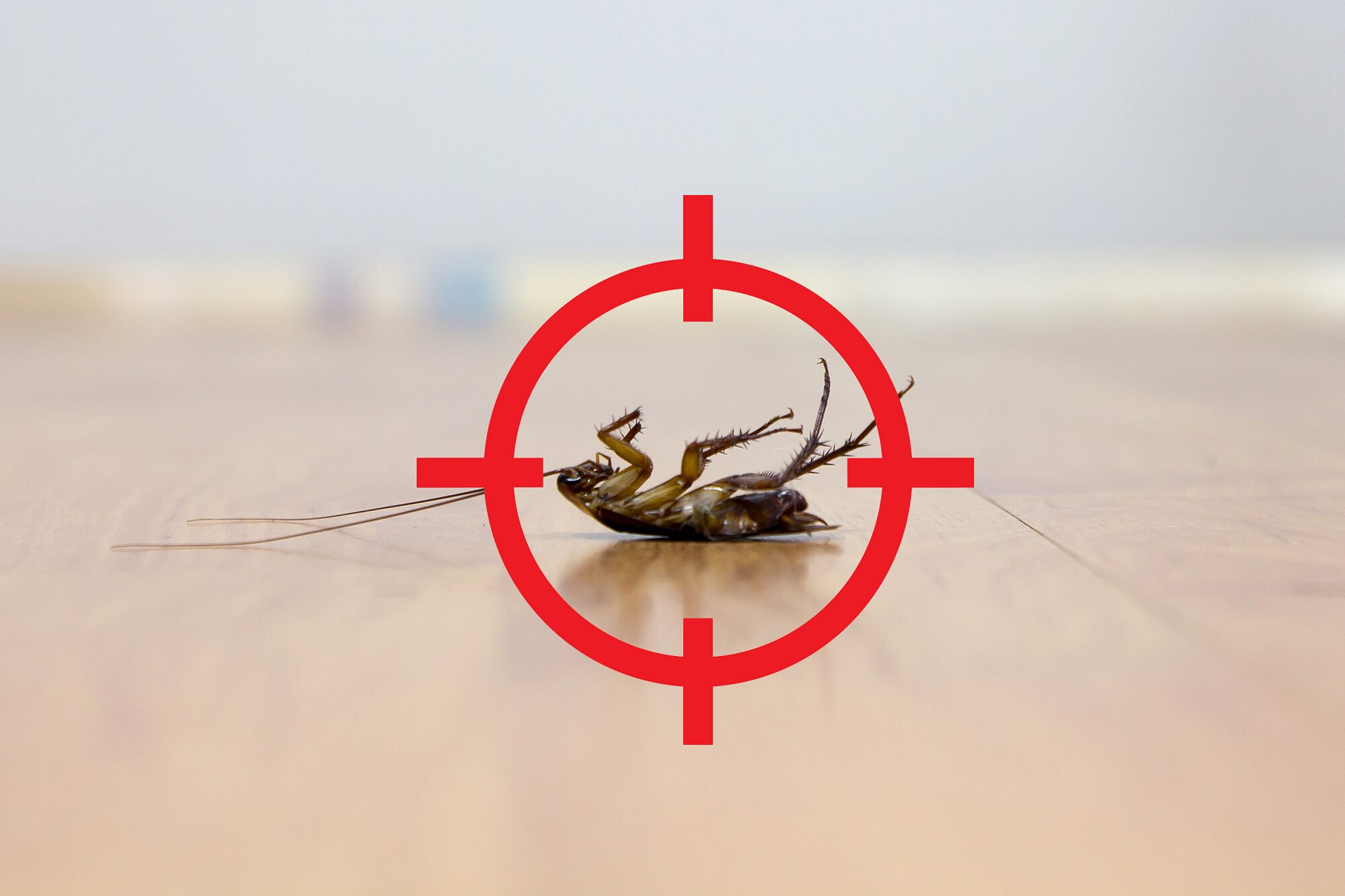 Seasonal Pest Control & Bed Bug Control in Alexandria, VA | Pest Control Xpertz