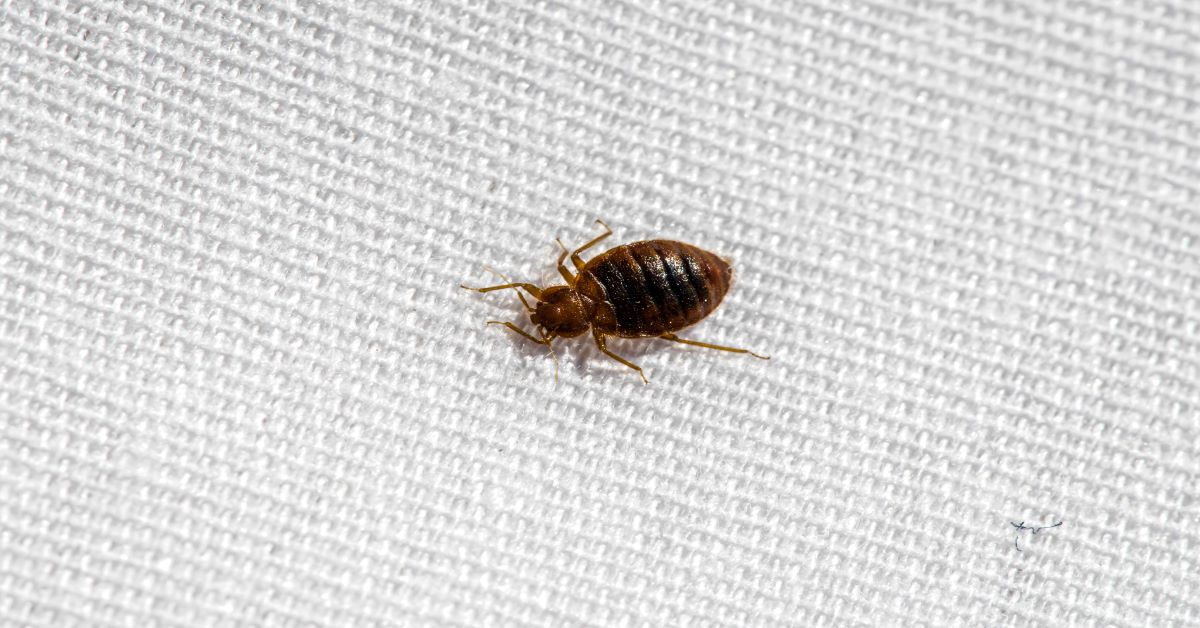 Are Bed Bugs Visible by the Naked Eye?