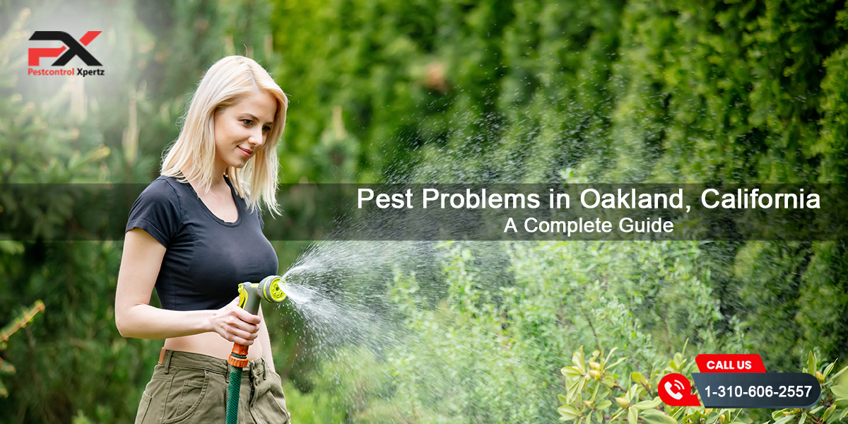 Pest Problems in Oakland, California – A Complete Guide