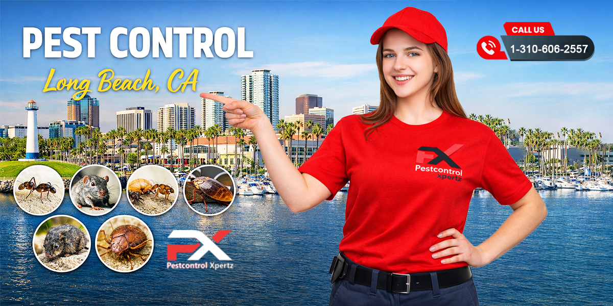 Pest Treatment by Pest Control Xpertz in Long Beach, California