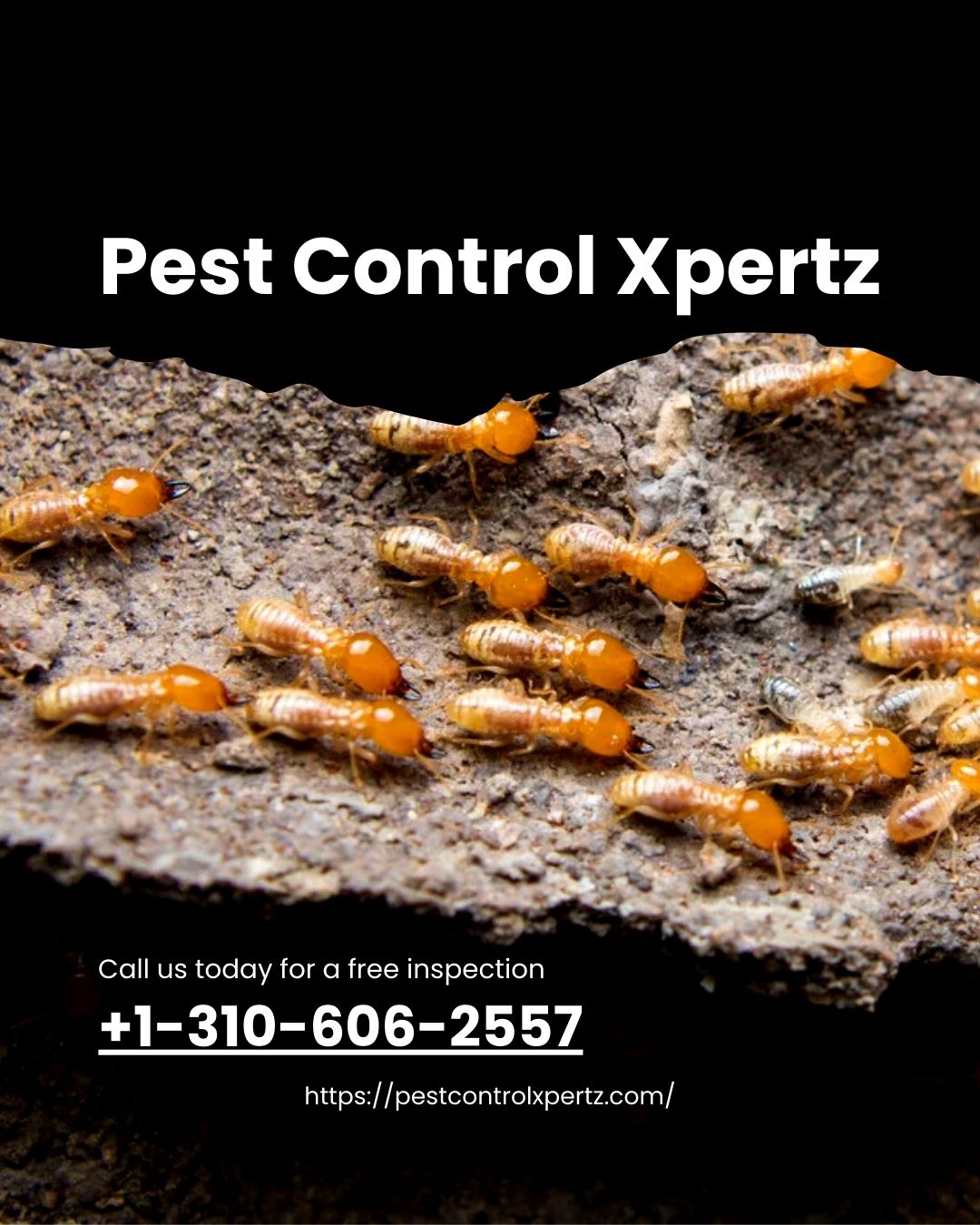 Maintaining a Pest-Free: A Host’s Guide to Clean and Safe Stays