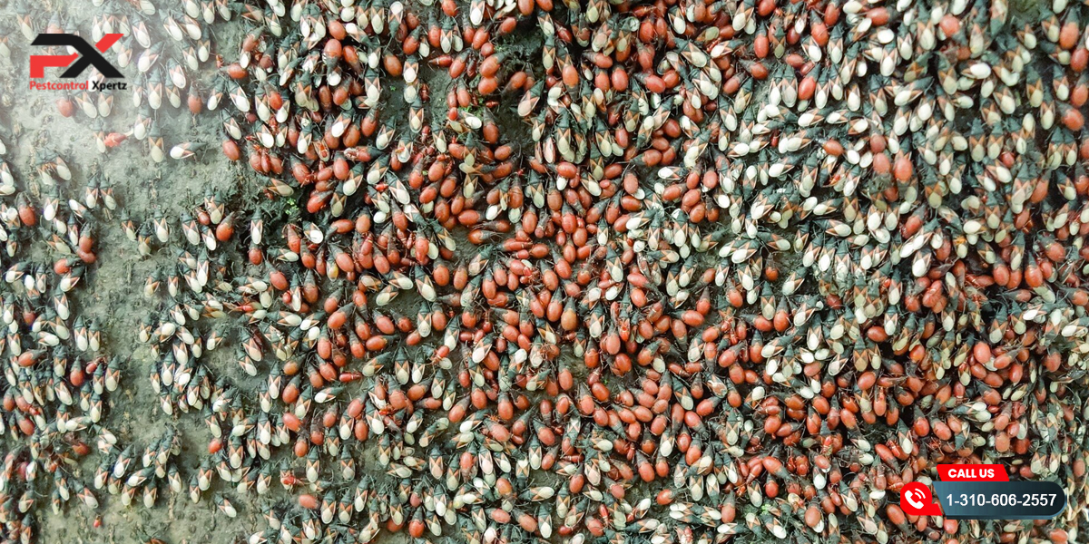 Preventing Boxelder Bug Infestations: Expert Tips for Homeowners | Pest Control Xpertz