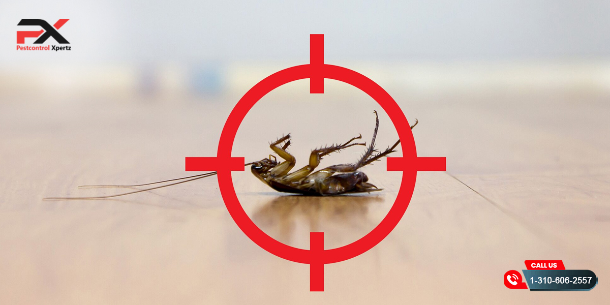 Seasonal Pest Control: How to Prepare Your Home Year-Round | Pest Control Xpertz