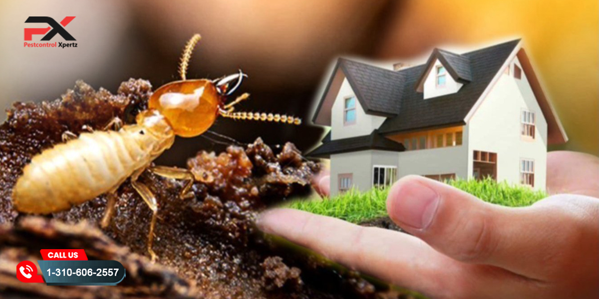 Termite Control in Alexandria: Protect Your Property with Pest Control Xpertz