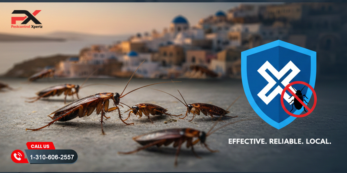 Top Cockroach Pest Control Services Near You | Pest Control Xpertz