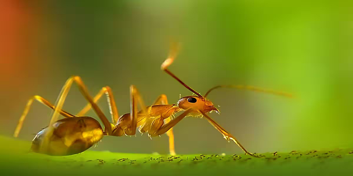 What is the Hardest Pest to Get Rid Of?