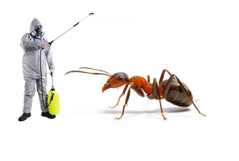 Ant Pest Control in Bellingham | Best Pest Control for Ants - Pest Control Xpertz