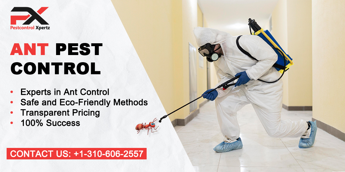 Ant Pest Control in the USA | Stop Infestations Before They Take Over