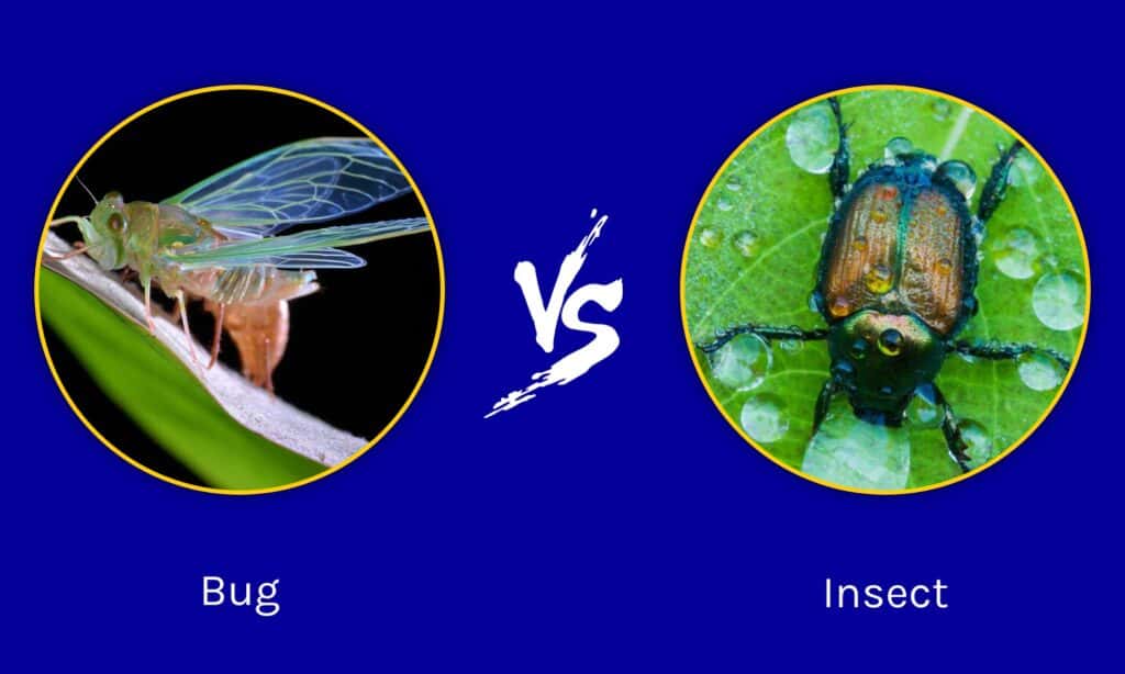 Bugs vs. Insects: Expert Pest Control in Alexandria, VA | Pest Control Xpertz