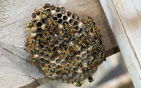 What Are the Typical Dynamics of a Wasp Nest? | Pest Control Xpertz