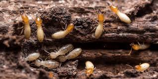 Comprehensive Termite Control Solutions by Pest Control Xpertz