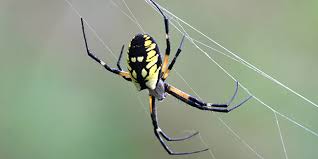 Yellow Garden Spiders & Bed Bug Control in Alexandria, VA | Pest Control Xpertz