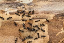 How to Get Rid of Carpenter Ants & Bed Bug Control in Alexandria, VA | Pest Control Xpertz