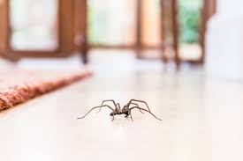 How to Get Rid of Spiders & Bed Bug Control in Alexandria, VA | Pest Control Xpertz