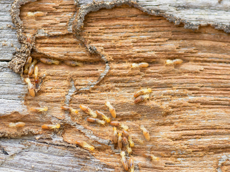 How Do Termites Spread? | Pest Control Xpertz