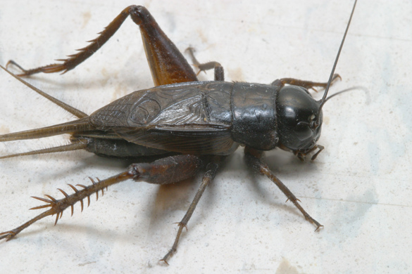 Cricket Pest Control Near Me | Pest Control Xpertz Dover, DE
