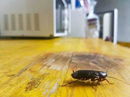 Cockroach Pest Control in Tacoma | Professional Cockroach Removal - Pest Control Xpertz